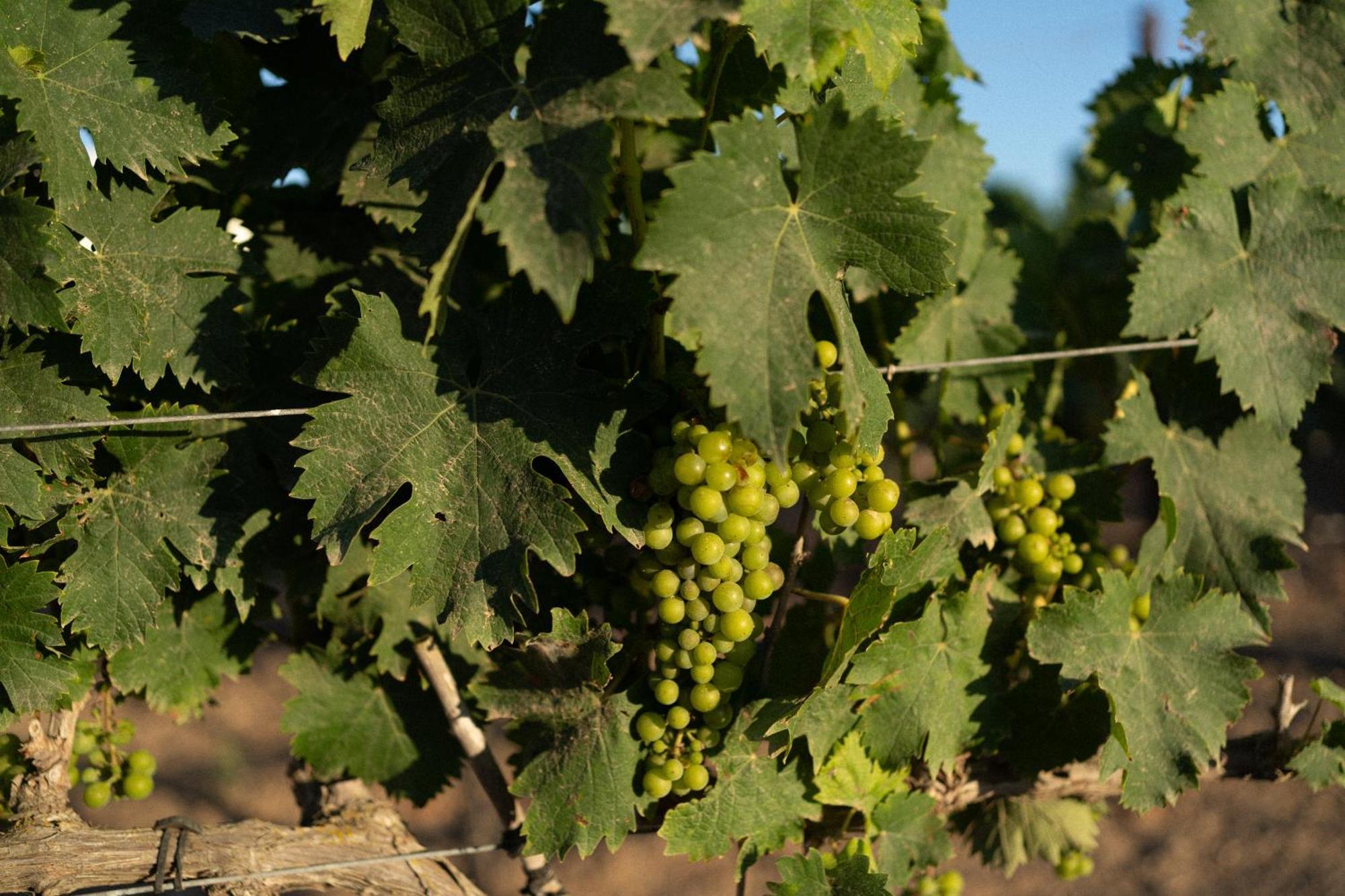 Vino Resort Son Amaret Son Macia  Esterno foto